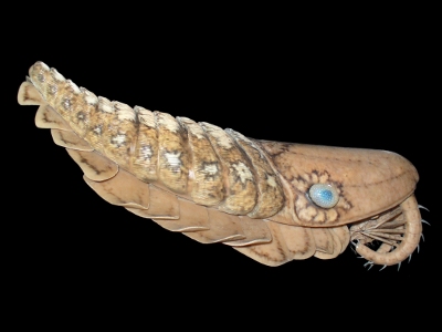Ancient sea predator: giant shrimp