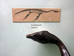 A plesiosaur skeleton