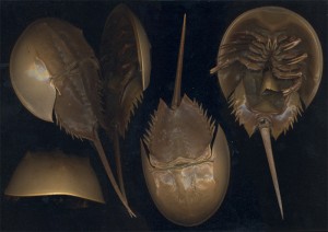 Horseshoe crabs--another reason to question evolution