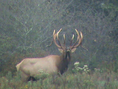 A bull elk bellows a warning: Stay away!