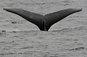 A humpback whale: a close relative of the desert whales of the Atacama Desert
