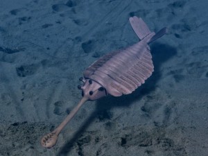 Opabinia regalis, from the Cambrian Burgess Shale. Evolution would not have predicted so complex a creature as this appearing so "early."