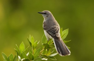 The northern mockingbird. This is the nearest analog to the mockingjay, symbol of freedom in the Hunger Games universe.