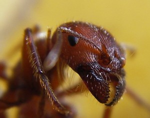 A harvester ant. Who knew that ants used an Internet protocol to decide how many foragers to send out?