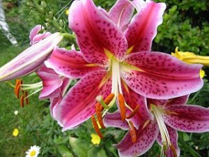 Lilies are fine but must not fester.