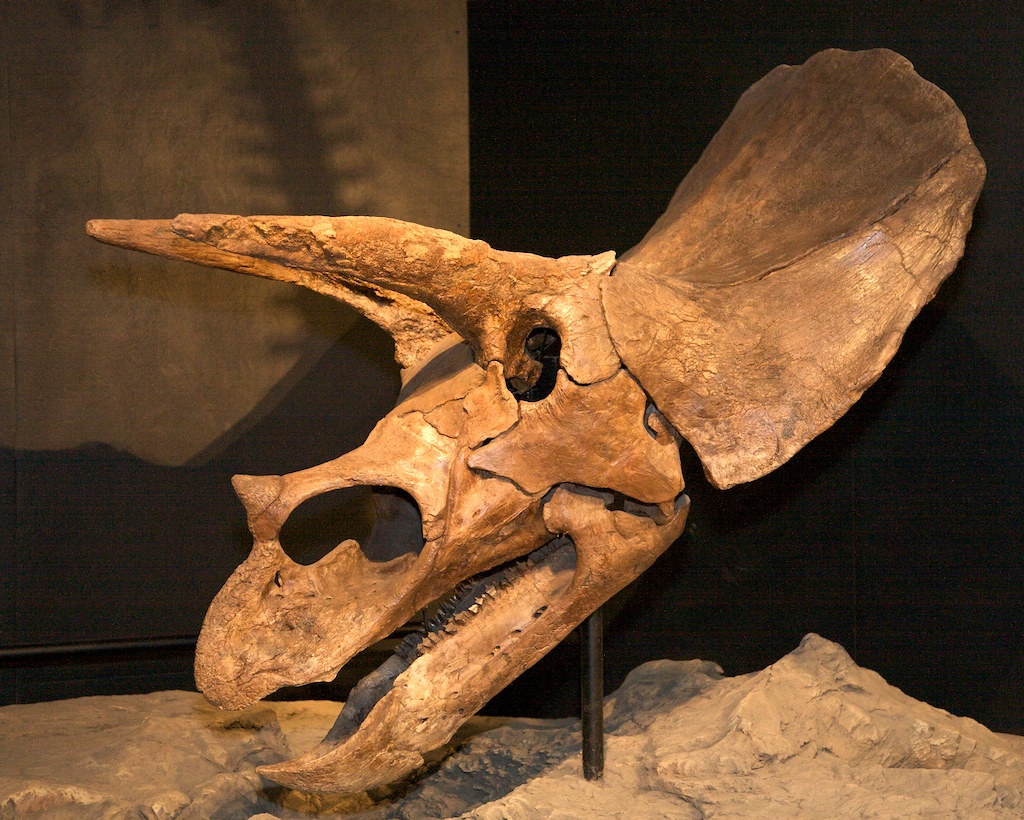 Science and secularism clash over a specimen much like this Triceratops skull. But another question remains: what killed the dinosaurs?