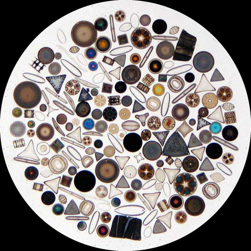 Diatoms, the smallest of sea plankton