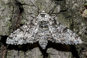 The peppered moth on white bark. Counterpoint: the investigator rigged the experiment.