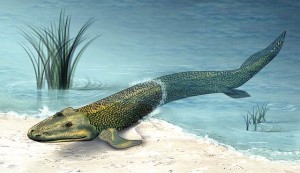 Tiktaalik. Counterpoint: no whale ever walked on land, and certainly not with such flippers.