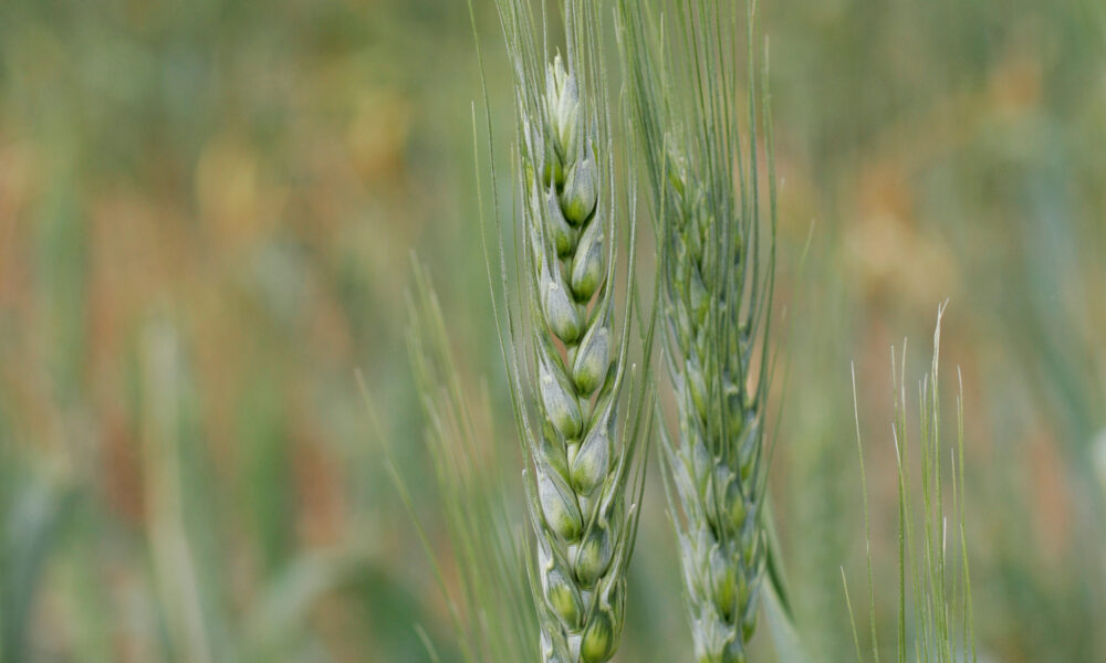 Wheat, a common symbol for farmers and farming