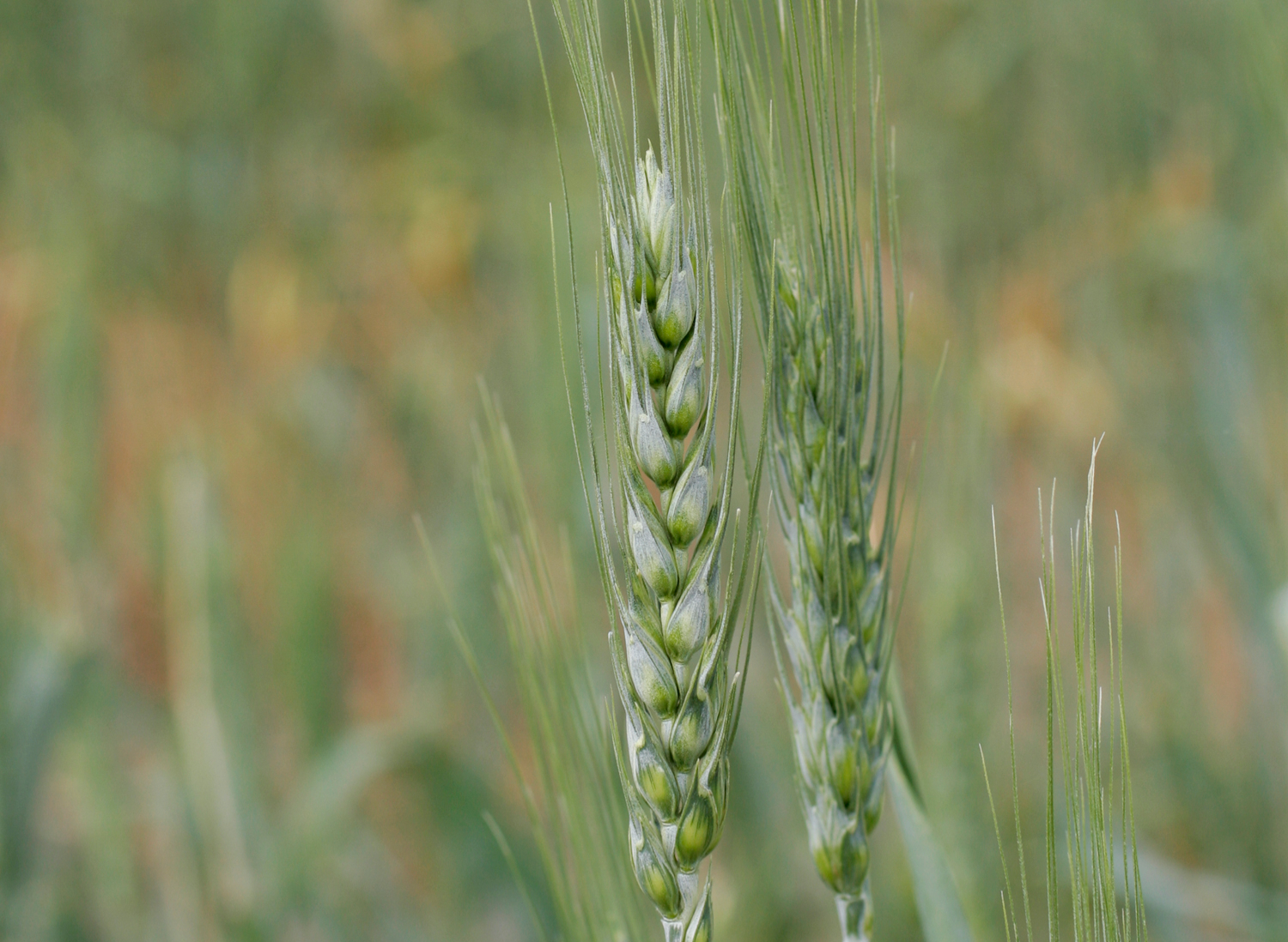Wheat, a common symbol for farmers and farming