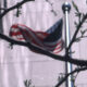 USA flag with tree in foreground, next to office building