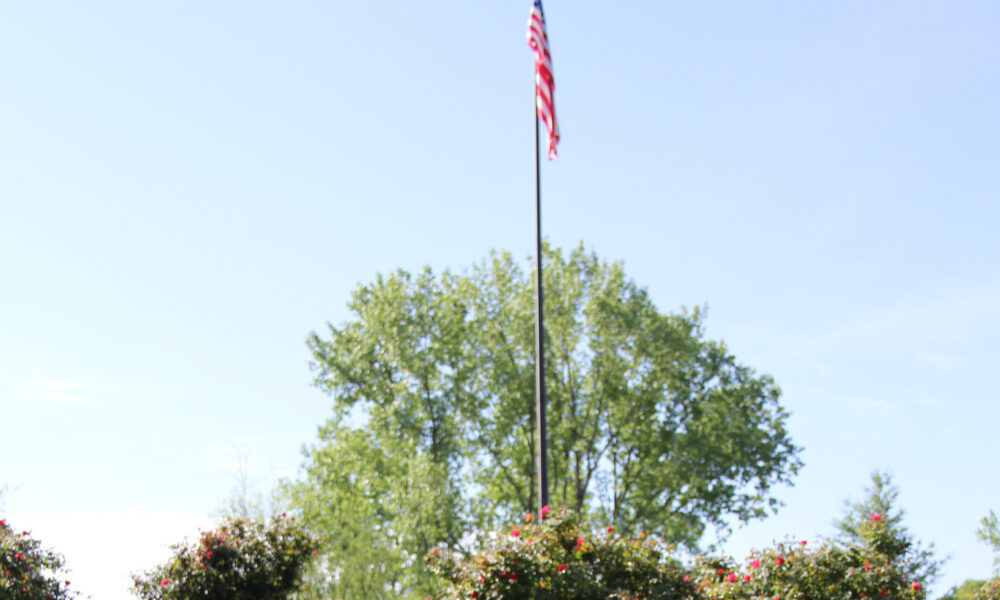 American flag hanging limp on flagpoll above tree