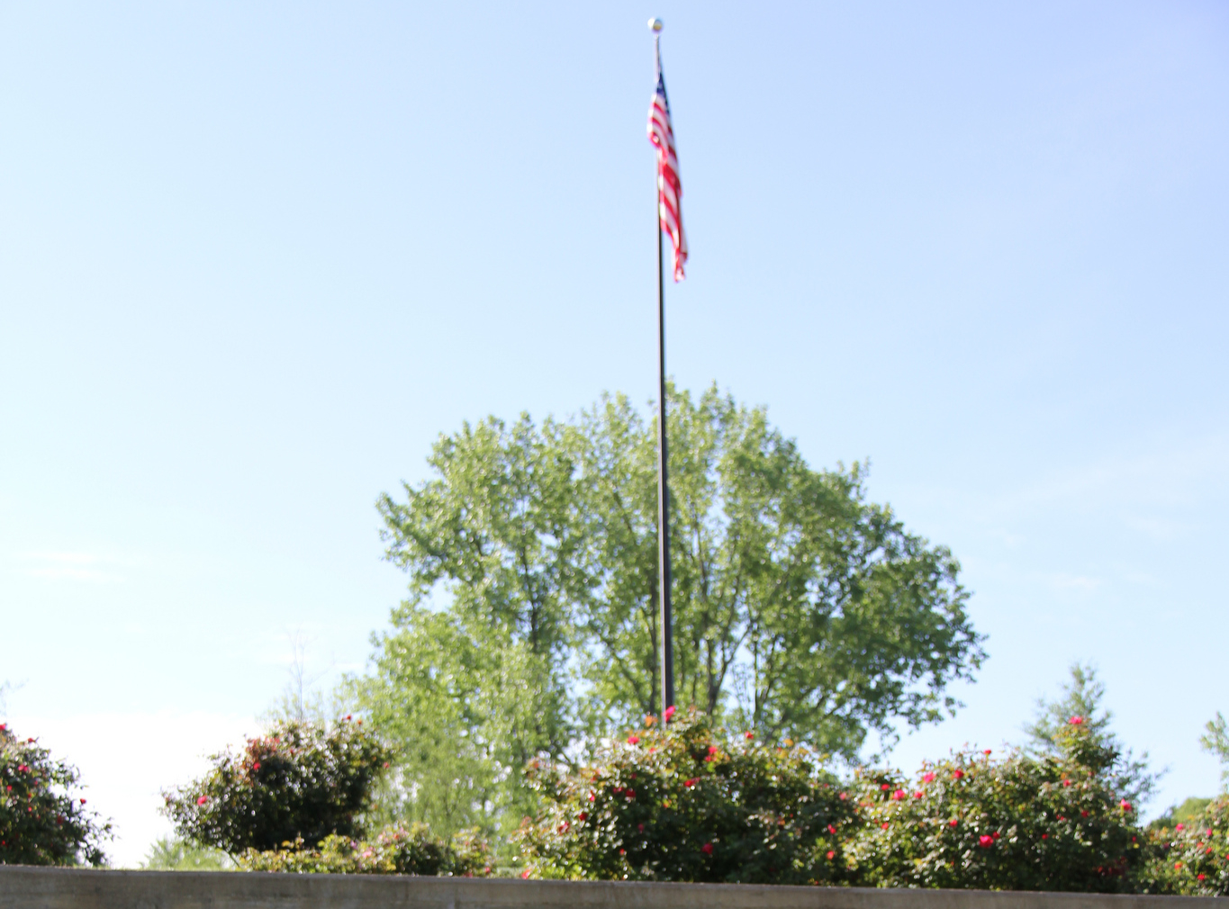 American flag hanging limp on flagpoll above tree