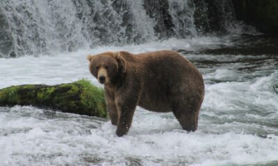 Bear near waterfall and rapids