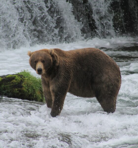 Bear near waterfall and rapids