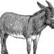 Donkey line drawing (Democratic mascot)