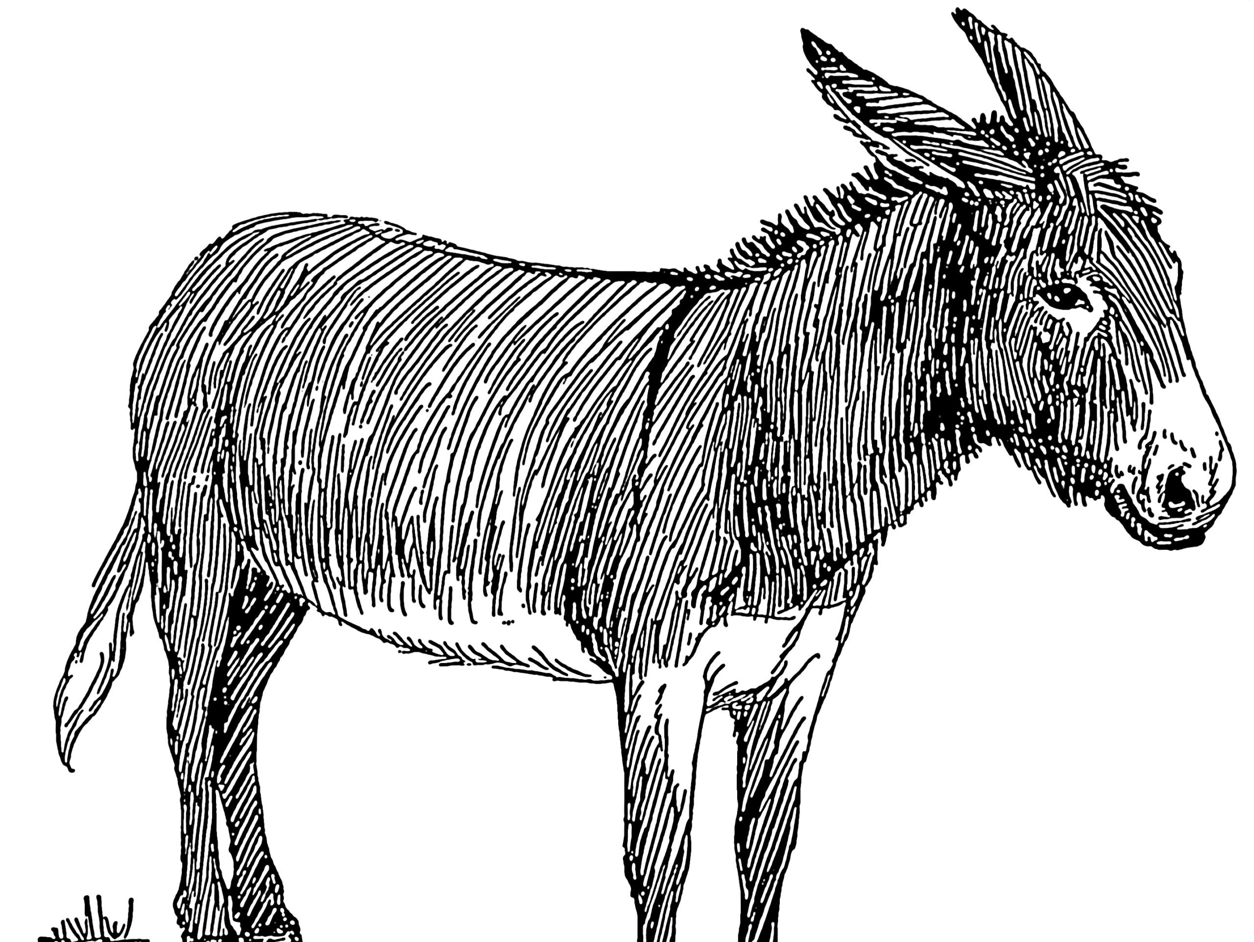 Donkey line drawing (Democratic mascot)