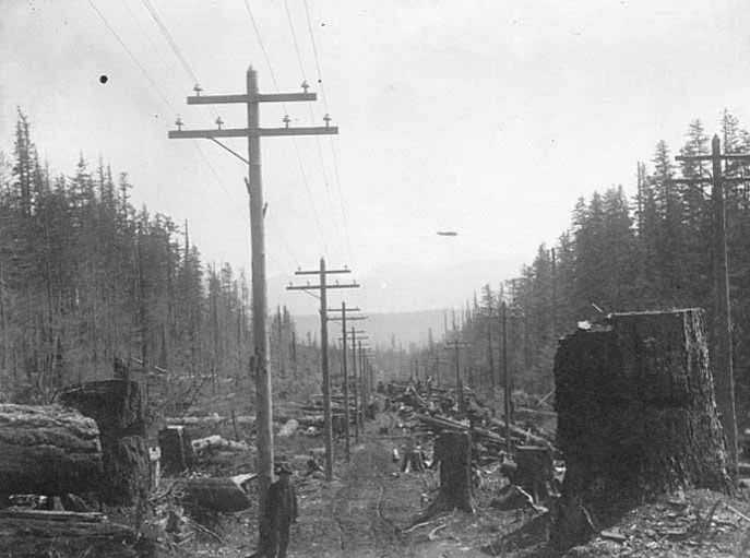 Utility poles, telephone and electric wires, trees, stumps - and little else