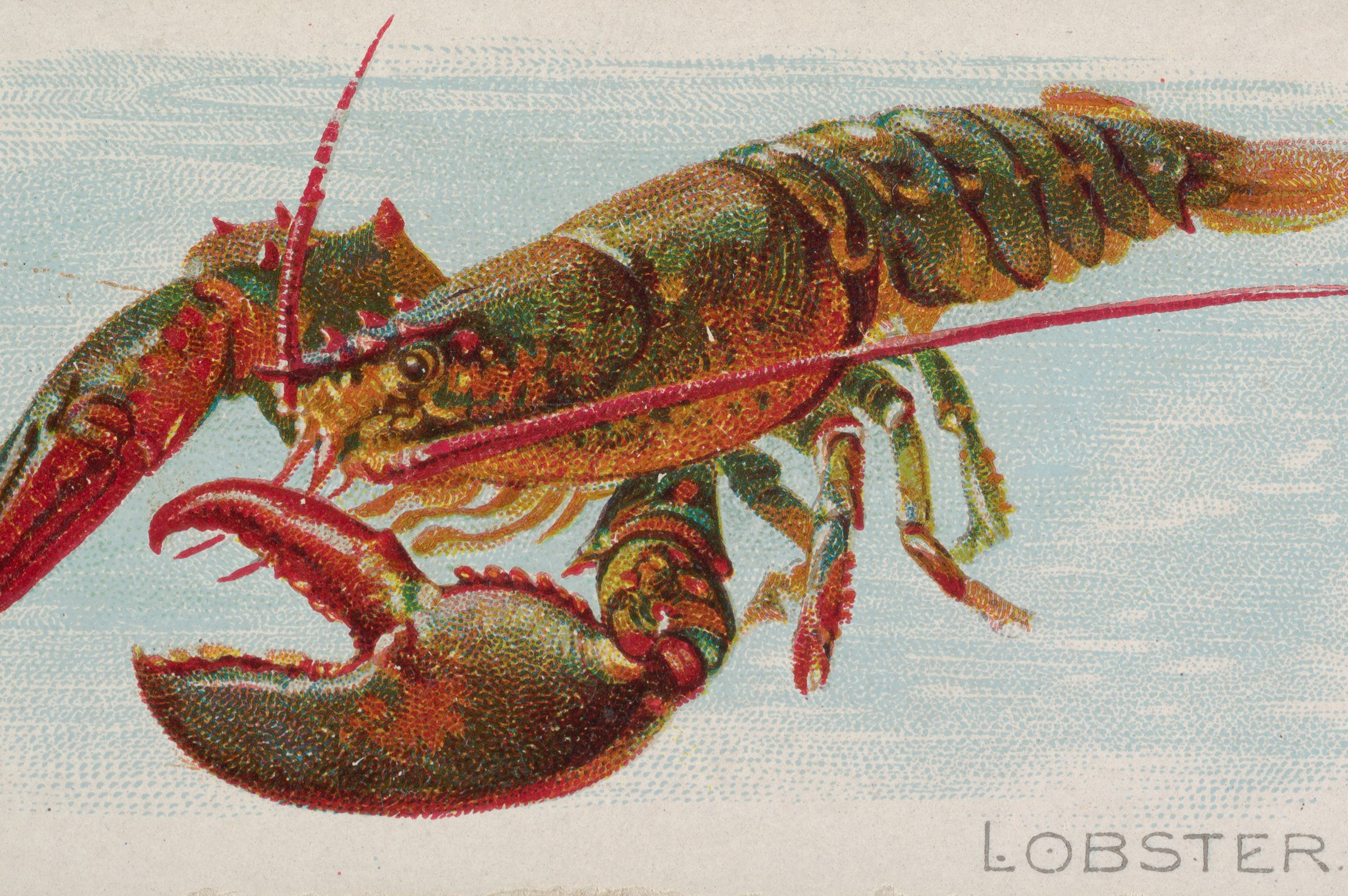 Maine lobster