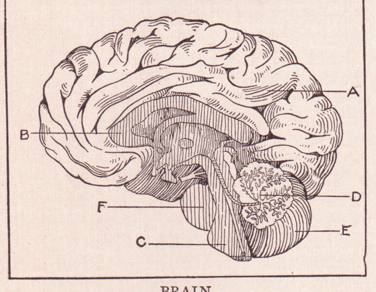 Human brain, sagittal section, looking at right half