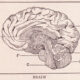 Human brain, sagittal section, looking at right half