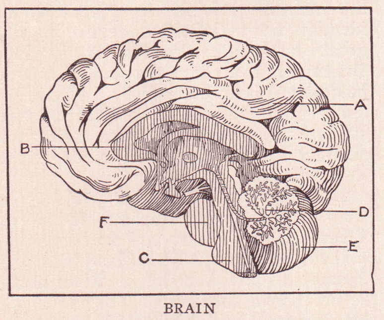 Human brain, sagittal section, looking at right half