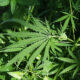 Marijuana plant Cannabis sativa