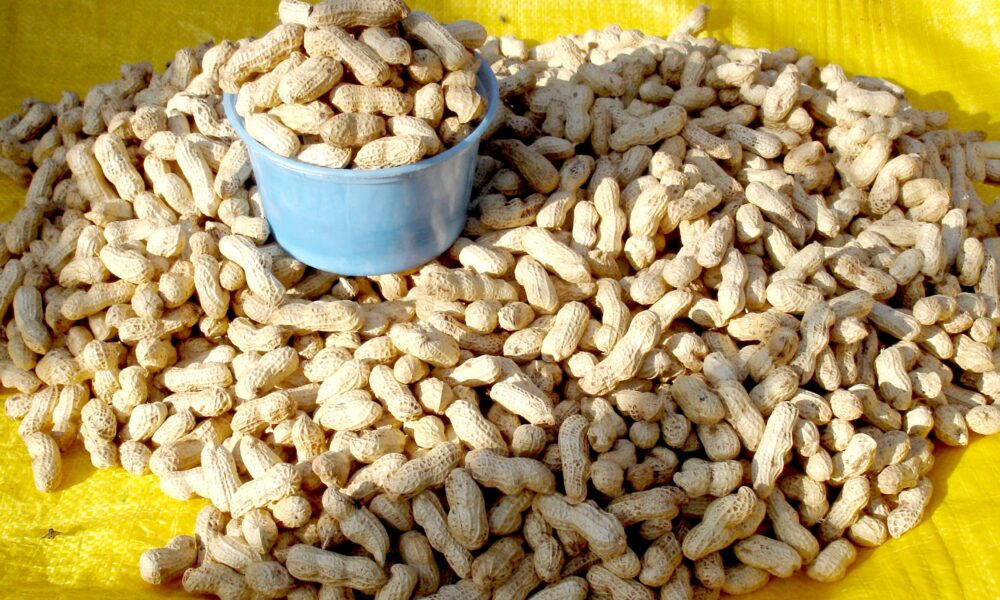 Peanuts, dried in their pods