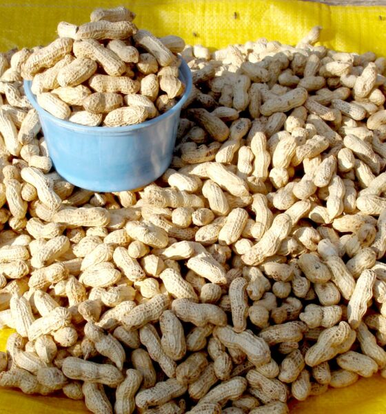 Peanuts, dried in their pods