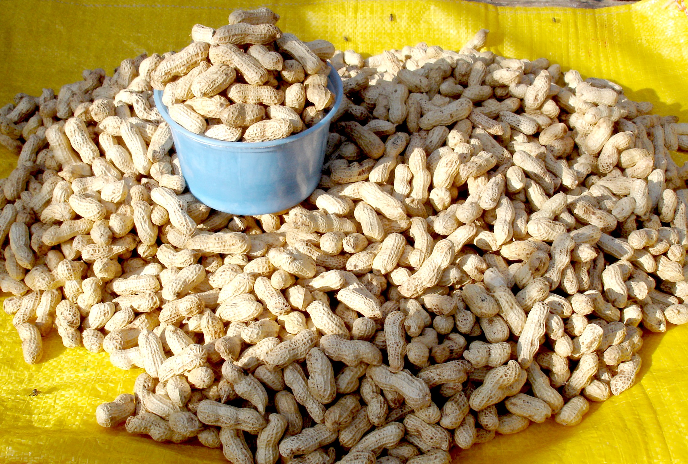 Peanuts, dried in their pods