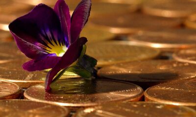 Penny coins and a flower (maybe an orchid) on top of them.