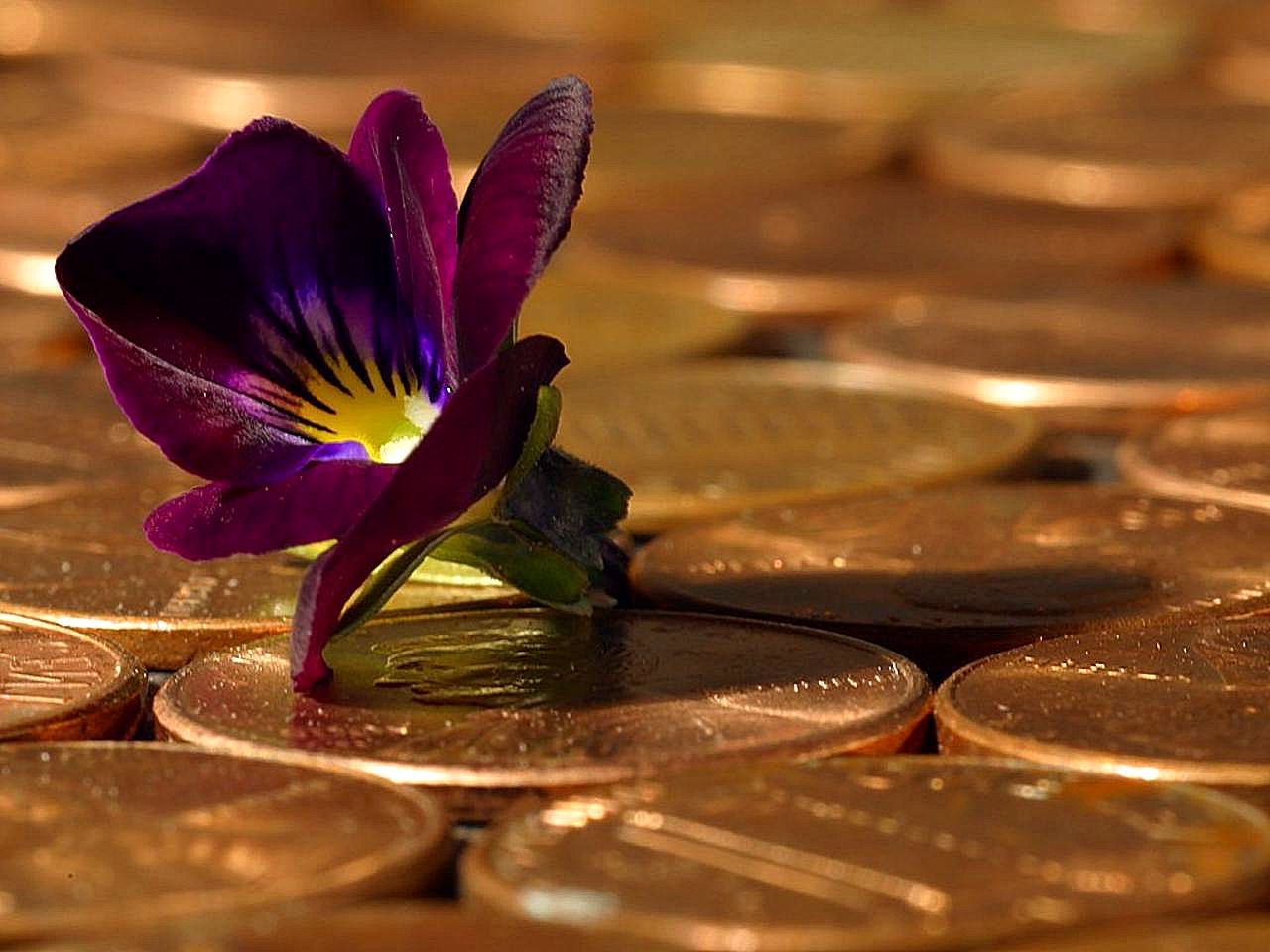 Penny coins and a flower (maybe an orchid) on top of them.