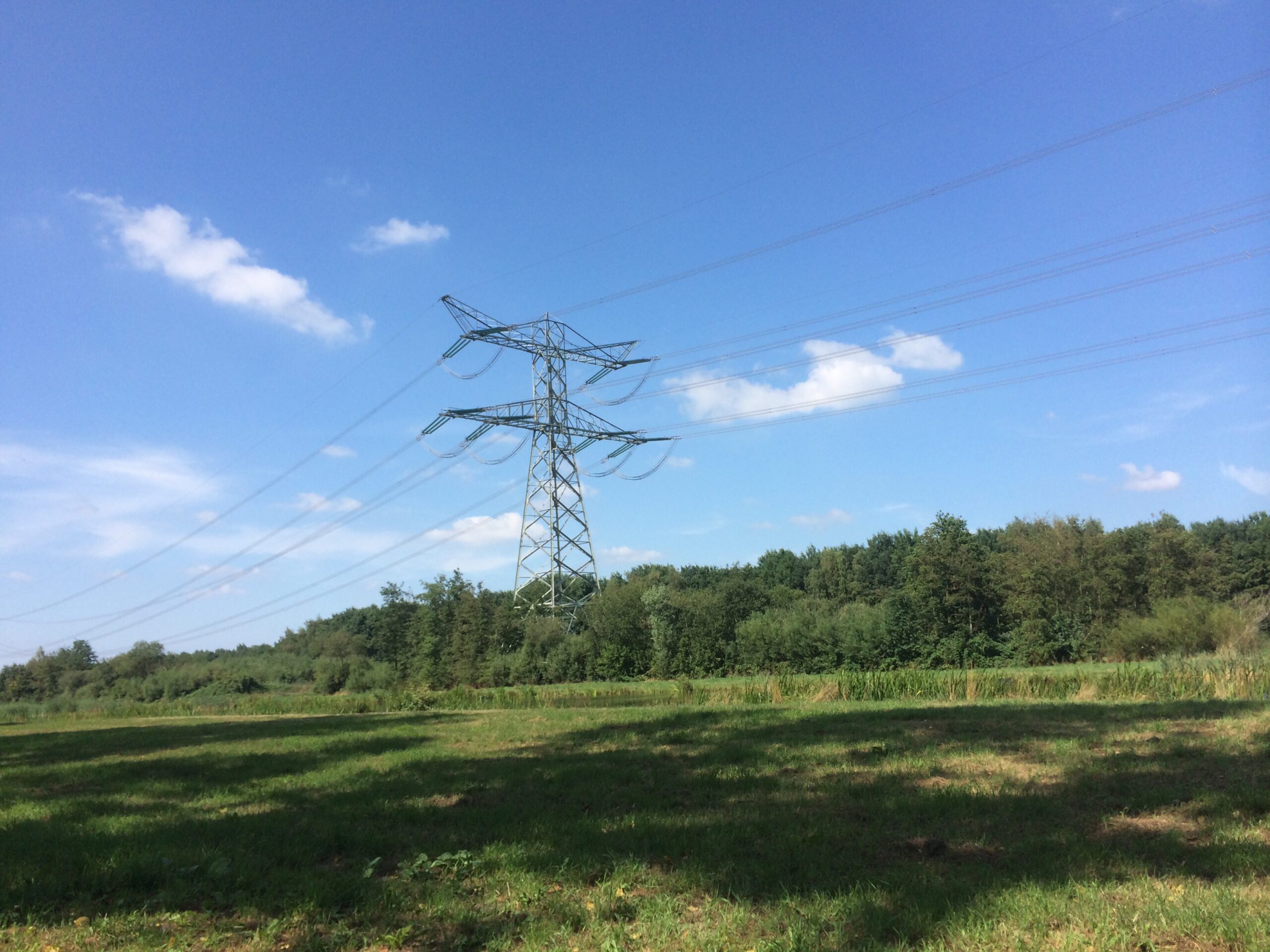 A high-tension electric wire tower rises out of a stand of trees overlooking a meadow in foreground