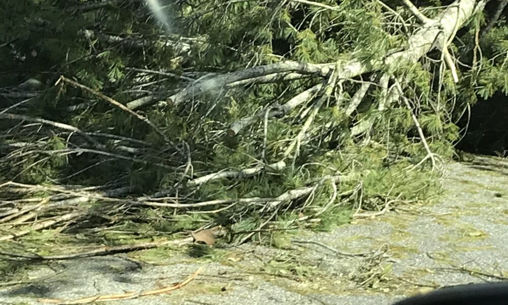 Hurricane Helene deadfall in Valdosta