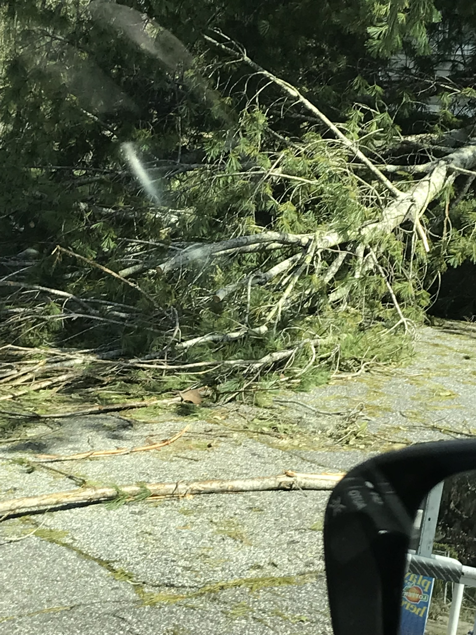 Hurricane Helene deadfall in Valdosta