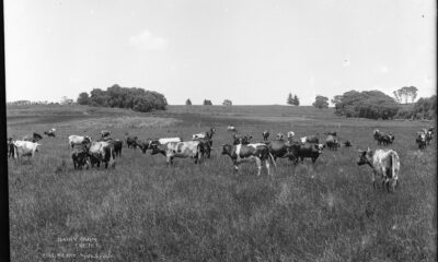 The source of raw milk - a dairy farm