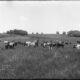 The source of raw milk - a dairy farm