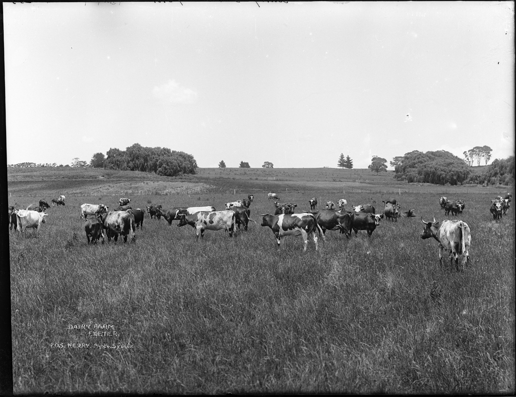 The source of raw milk - a dairy farm