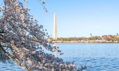 Looking toward the Washington Monument from across the Potomac River, with a cherry tree in bloom in foreground