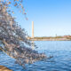 Looking toward the Washington Monument from across the Potomac River, with a cherry tree in bloom in foreground