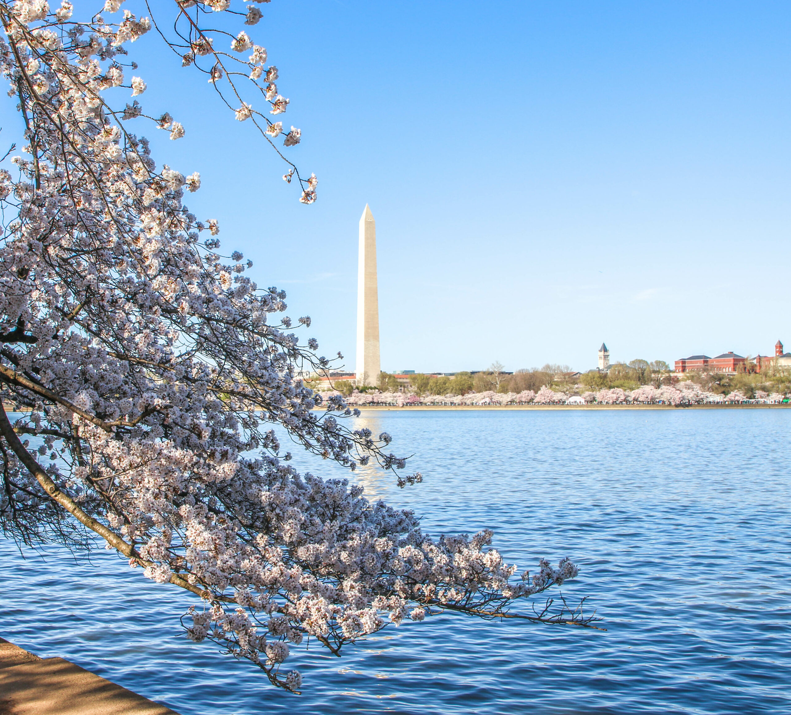 Looking toward the Washington Monument from across the Potomac River, with a cherry tree in bloom in foreground