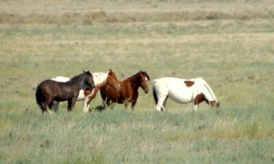 Wild horses