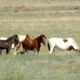 Wild horses