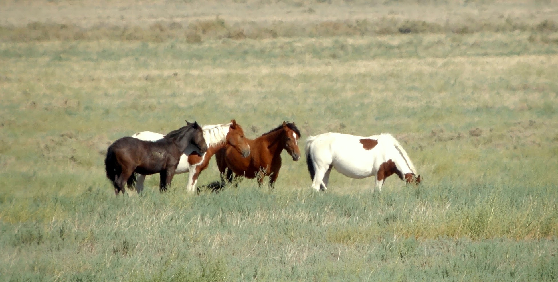 Wild horses