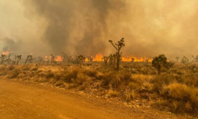 Flames on the York Fire of July 23, 2023