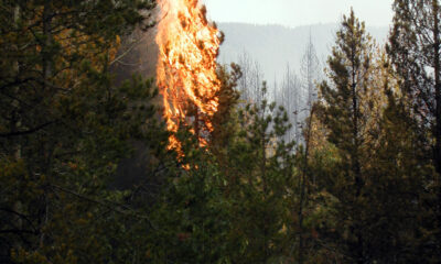 Forest fire