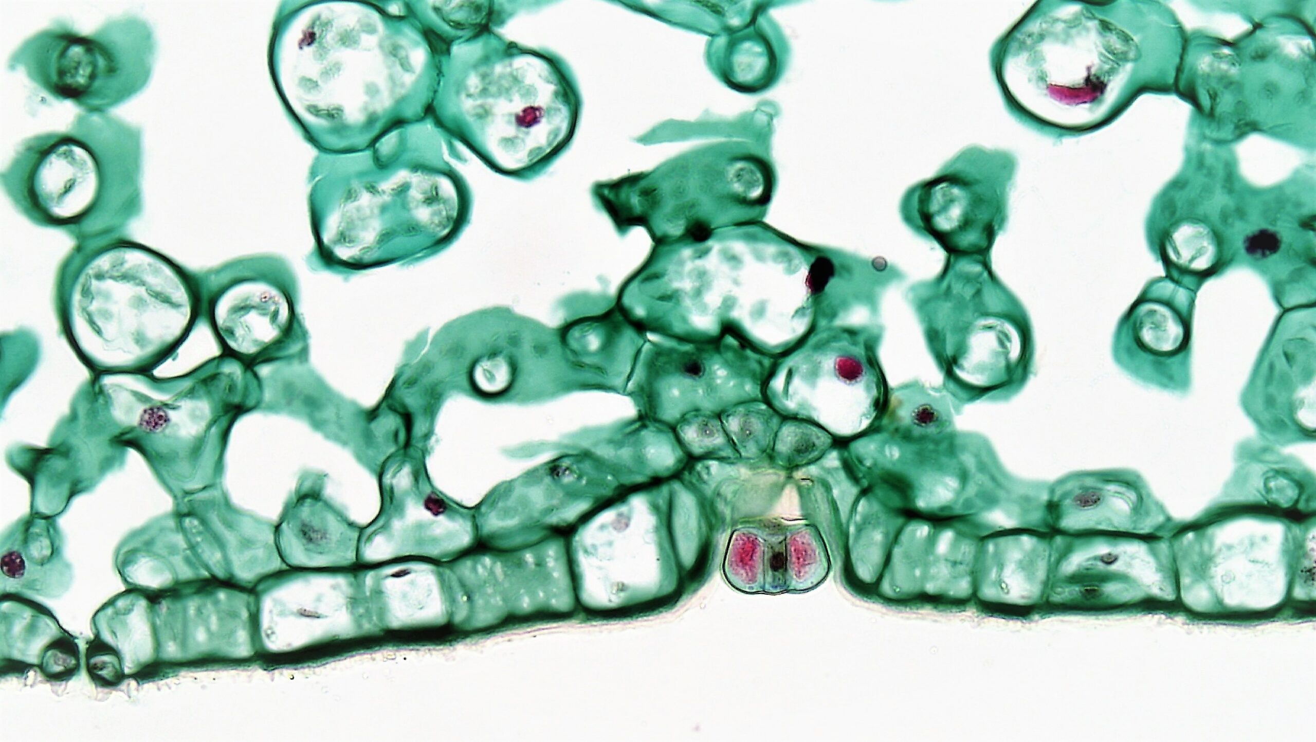 Angiosperm stained with trichrome