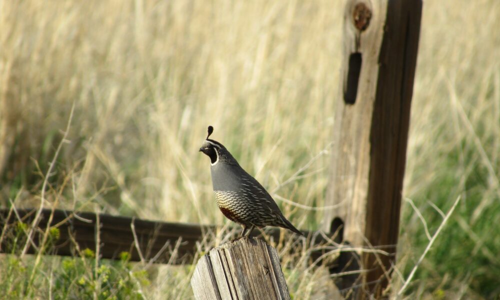 Quail in nature