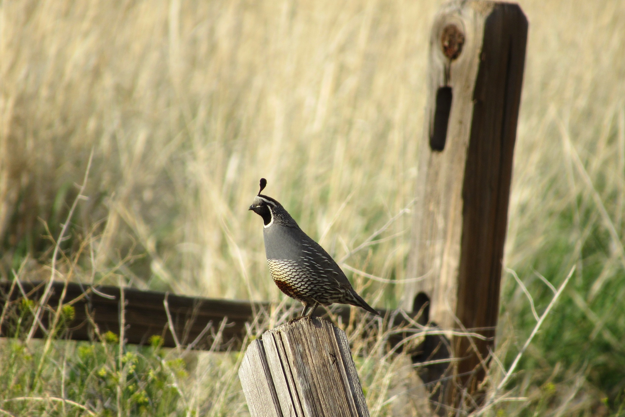 Quail in nature